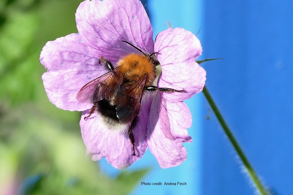 BumblebeeTrust's tweet photo. Are you photographing #bumblebees? We have a short guide to taking identifiable #bumblebee photographs which you may find useful, especially if you wish to submit your sightings to us! https://t.co/dCQ9U5dAsD #inspire https://t.co/mUn7JUC4pF