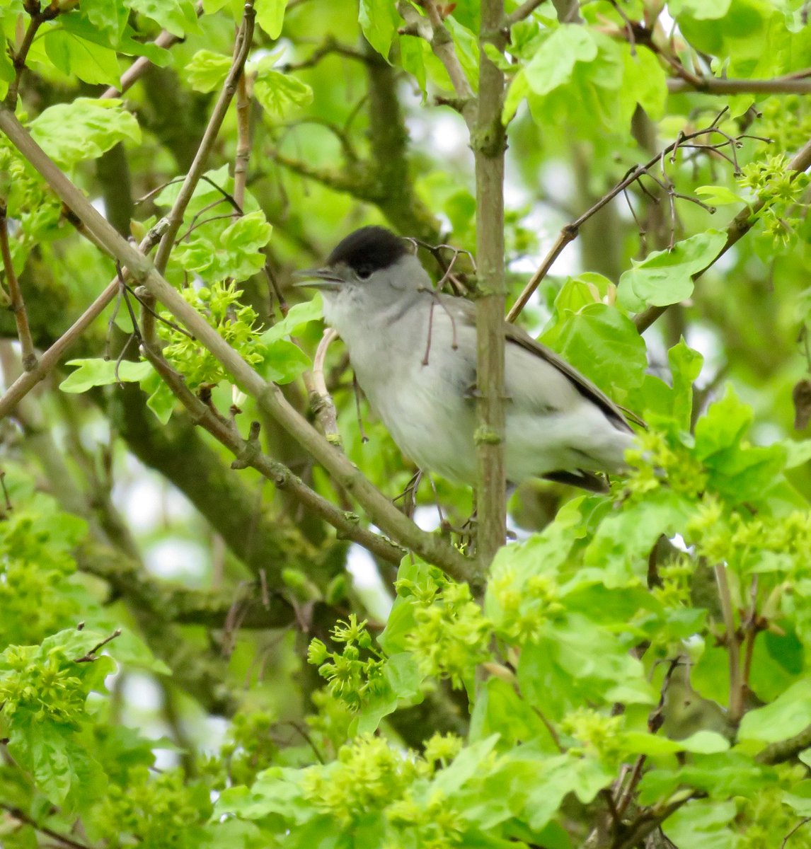 lisegirl1's tweet photo. Total #patchenvy at OPS today. What a fab birding environment. It’s got it all! Blackcaps. Sedgeys. Reeds. Whitethroats etc. GSW. Orange tips etc. https://t.co/O4r0usRdKR