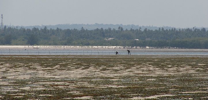 Giving #seagrass its due. #KAUST researchers have found evidence that seagrass meadows play a pivotal role in protecting coasts against rising sea levels. Read more about the new #research here. #ocean #climatechange #mangroves #coastalmanagement  kaust.news/2BUtyJX