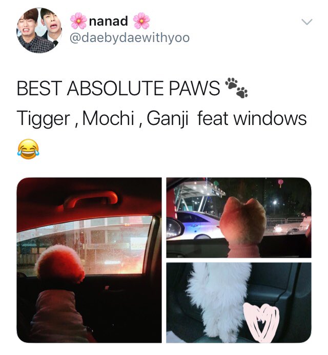 ayonieeeeee's tweet photo. BEST ABSOLUTE PAWS got a new member😍 #BAP

cr @daebydaewithyoo https://t.co/CePU2Gn3pI