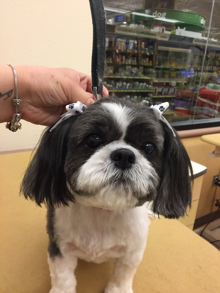Sadie with the perfect face! #PetSmartgrooming