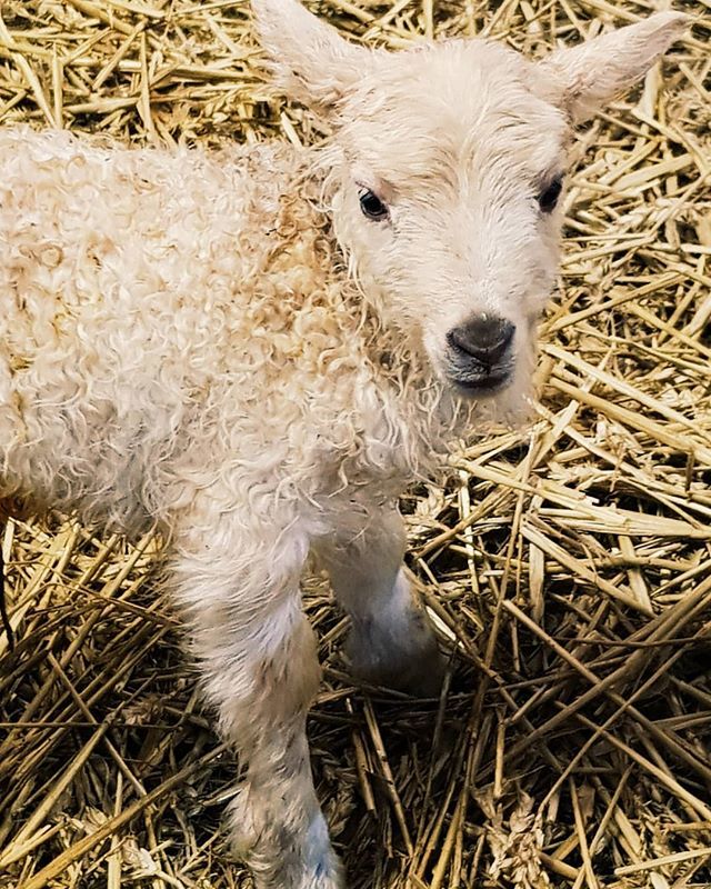 astitchintime's tweet photo. The most gorgeous Icelandic-Shetland cross (or Shetlandic as we call them!) Born in the blink of an eye when we looked the other way a little earlier today. Can you see her beautiful curls?

#lambing2018 #sheep #monkleyghyll #farmtoneedle #fleece  #fleec… https://t.co/T8RGK6BgJe https://t.co/7W6udvt3qs