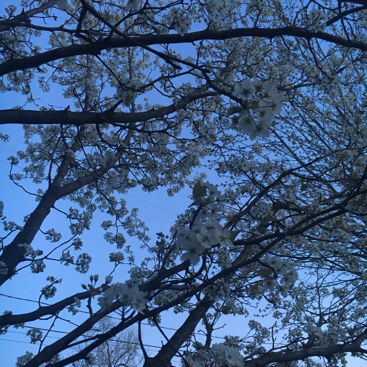 Blue skies and blooms.