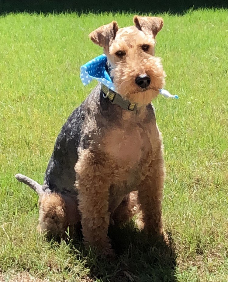 dixiepaper's tweet photo. Happy #EarthDay from Hughie and all of us at Dixie Paper! Spend some time outside, use environmentally friendly products whenever you can, and love our beautiful planet and everything on it! https://t.co/3FUQGZR3tn
