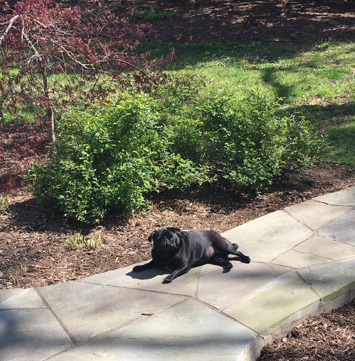 GraciePiperPugs's tweet photo. Happy sunny Sunday! Iβm enjoying this spring weather. #sunpug https://t.co/IojSwuLrKR