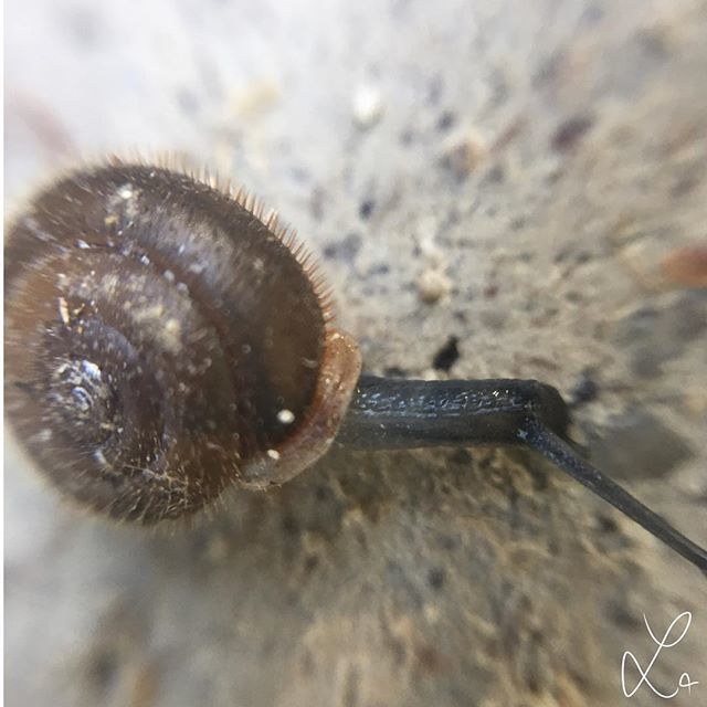 AdorableMisc's tweet photo. A one-eyed snail on a journey 🐌 
#snail #oneeyed #oneeye #one #eye #journey #hike #mountains #berge #alps #alpen #schnecke #einaugig #ein #auge #braun #brown #macro #macrophotography #photography #passion #art #photo #iphone #lens #adorablrmisc https://t.co/AVpAknINlJ https://t.co/nN2FlGTPYp