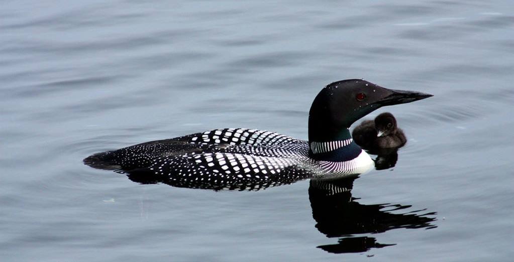 Bearnstow offers “Early Bird” discount thru April 30 ($100 off one week's workshop)!
At Bearnstow we wake in the early morning to the song of the loons — it is part of the magic of this place. Come hear these early birds for yourself! Register now at: bearnstow.org.