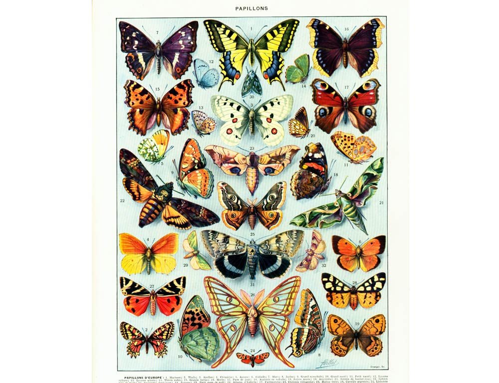 Butterfly Identification Chart