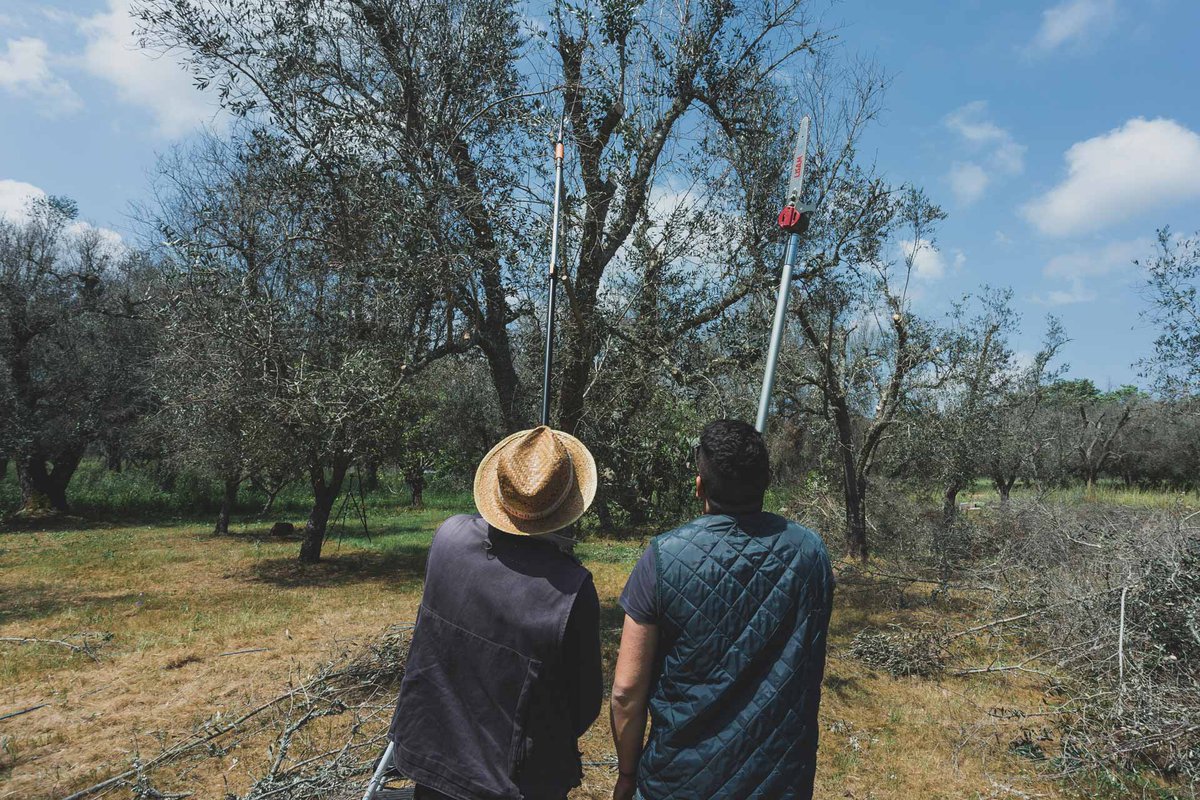Per #EarthDay18 il nostro piccolo contributo. Continuare a curare gli #ulivi del #Salento. Produciamo #olio di #qualità del #territorio. Sperimentiamo #agricoltura #sostenibile, amica della #natura per tutelare il #paesaggio. Ph F. Buccarelli #puglia #weareinpuglia #22aprile