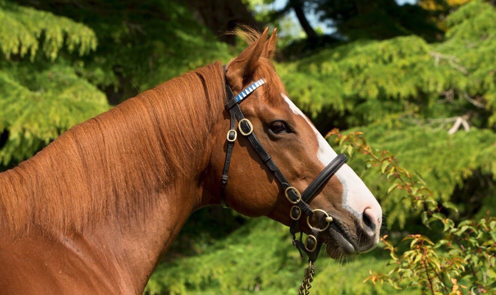 Dawn Approach is back in business you know. Mary Tudor wins listed Salsabil <a href="/NavanRacecourse/">Navan Racecourse</a>. If I had a mare to breed tomorrow, he might just be the value play right now.