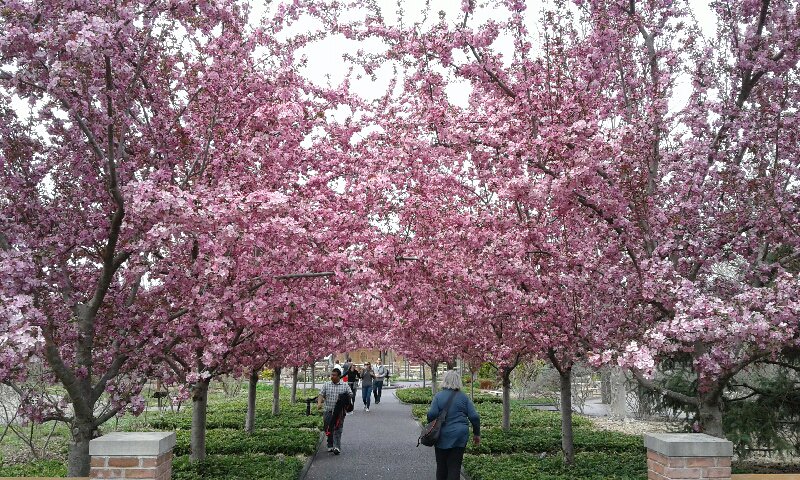 BarbGerli's tweet photo. Great visit home and to Chinese Culture Days @Missouri Botanical Garden on Saturday#willtraveltofindspring https://t.co/96VGlQm6jv