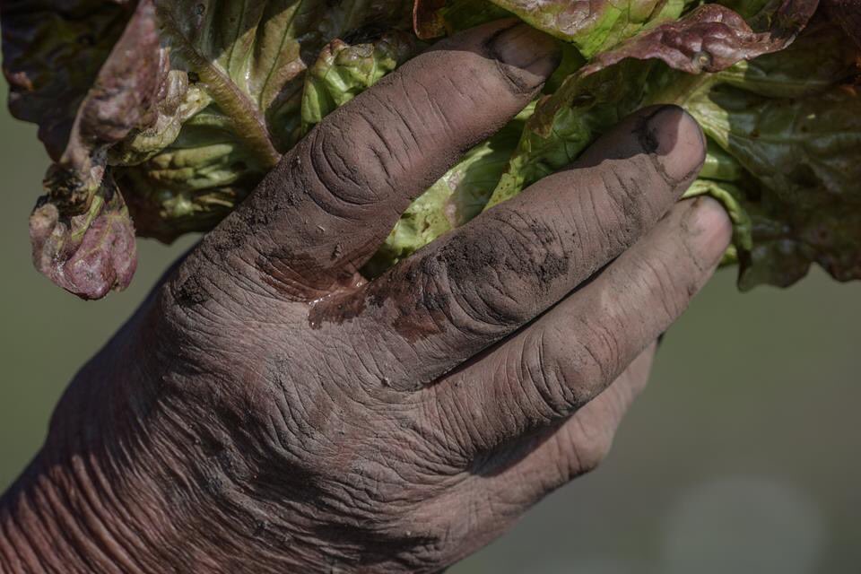 elpuertodechile's tweet photo. En su camino al mar, el río Maipo va sembrando vida en los campos ribereños. Aquí les compartimos imágenes de un cultivo de lechugas a orillas de la comuna de Santo Domingo.
Fotografías de @RCifuentesO https://t.co/ivjbyUZlAS