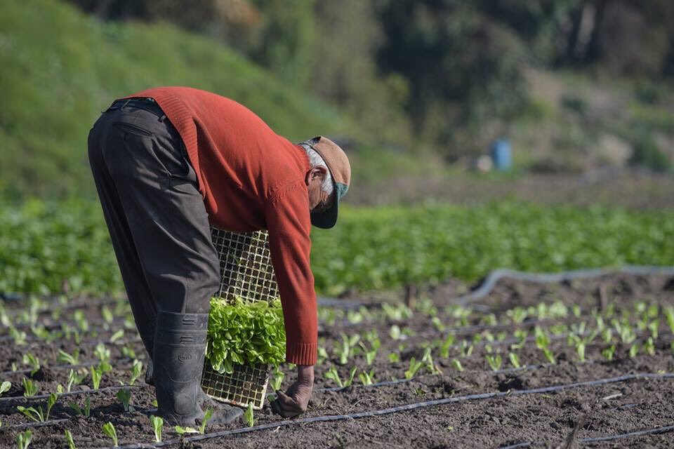 elpuertodechile's tweet photo. En su camino al mar, el río Maipo va sembrando vida en los campos ribereños. Aquí les compartimos imágenes de un cultivo de lechugas a orillas de la comuna de Santo Domingo.
Fotografías de @RCifuentesO https://t.co/ivjbyUZlAS