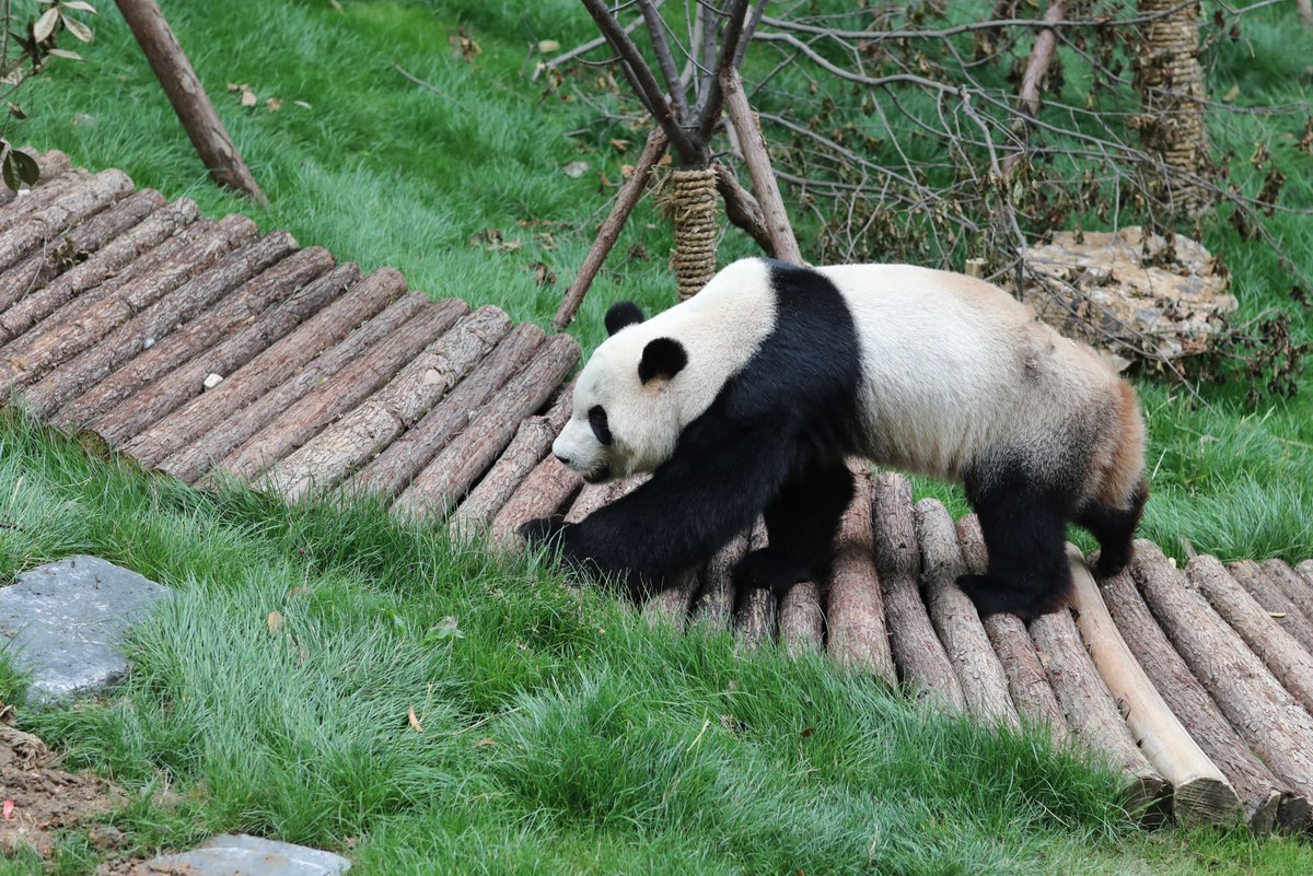 XHespanol's tweet photo. Te presentamos a #Haibin y #Xingbao, dos pandas gigantes machos que han regresado desde Japón y España, respectivamente, y que son presentados en el Parque Qianlingshan, en Guiyang, capital de la provincia de Guizhou, en el suroeste de China https://t.co/ttZ1xbYeNv
