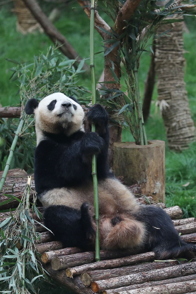 XHespanol's tweet photo. Te presentamos a #Haibin y #Xingbao, dos pandas gigantes machos que han regresado desde Japón y España, respectivamente, y que son presentados en el Parque Qianlingshan, en Guiyang, capital de la provincia de Guizhou, en el suroeste de China https://t.co/ttZ1xbYeNv