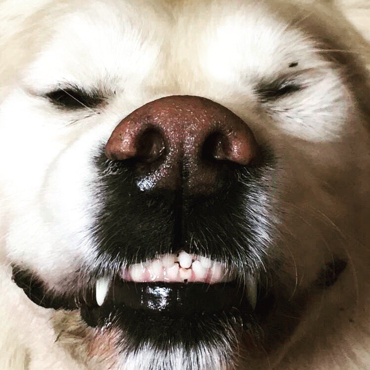 RetrieverThe's tweet photo. My best smile... https://t.co/vFCsqQx9qu