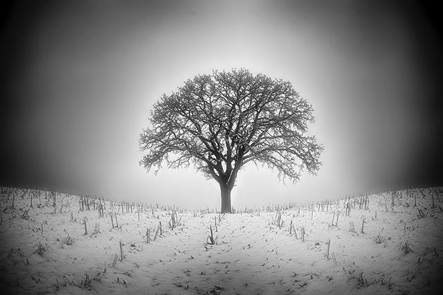 Winter Tree.  #winter #wintermood #winterscape #landscape #blackandwhite #monochrome #bnw_lombardia ift.tt/2Hjvlbj