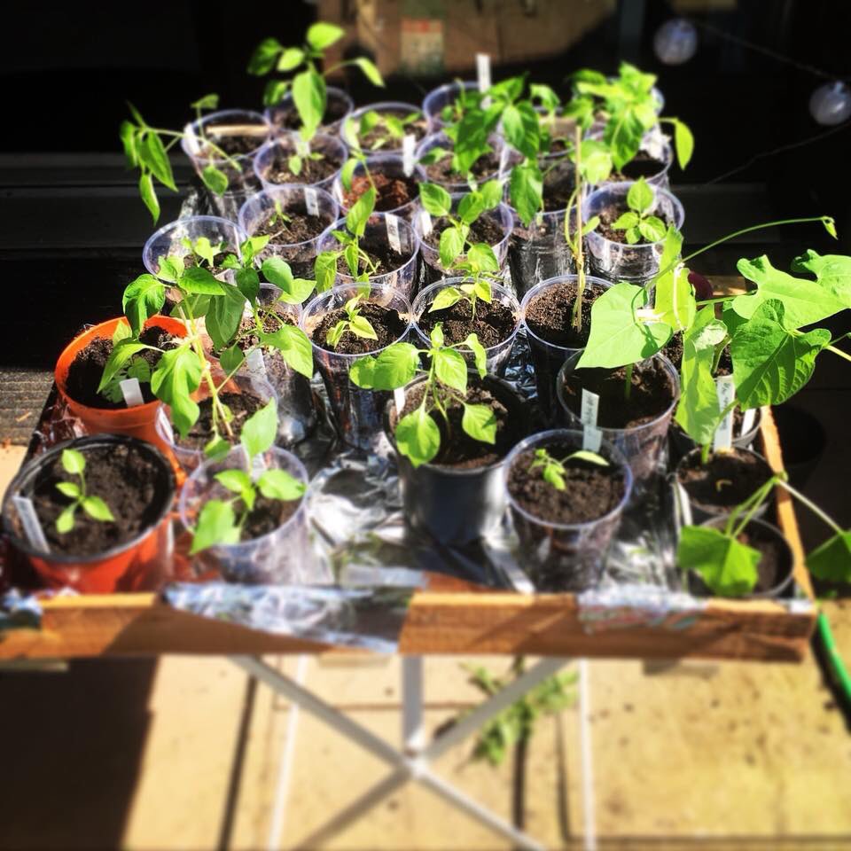 Den heutigen #Earthday zum Umtopfen genutzt. Bald geht’s dann ins Hochbeet!