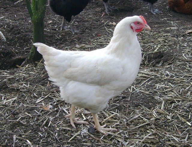Durham_Hens's tweet photo. Amber point of lay pullets ready now at Durham Hens, friendly laying #hens: https://t.co/EBlrOsJyfb #Amberlink https://t.co/ASpTQKOdNp