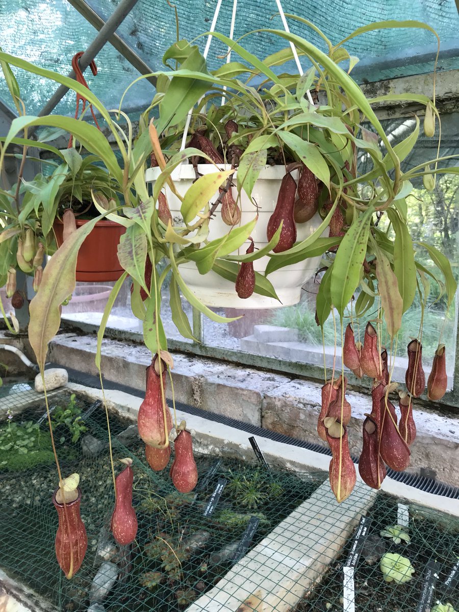rnemanya's tweet photo. My favorite #pitcherplants and #droseras and #dioneas https://t.co/Da4KrF3lAM