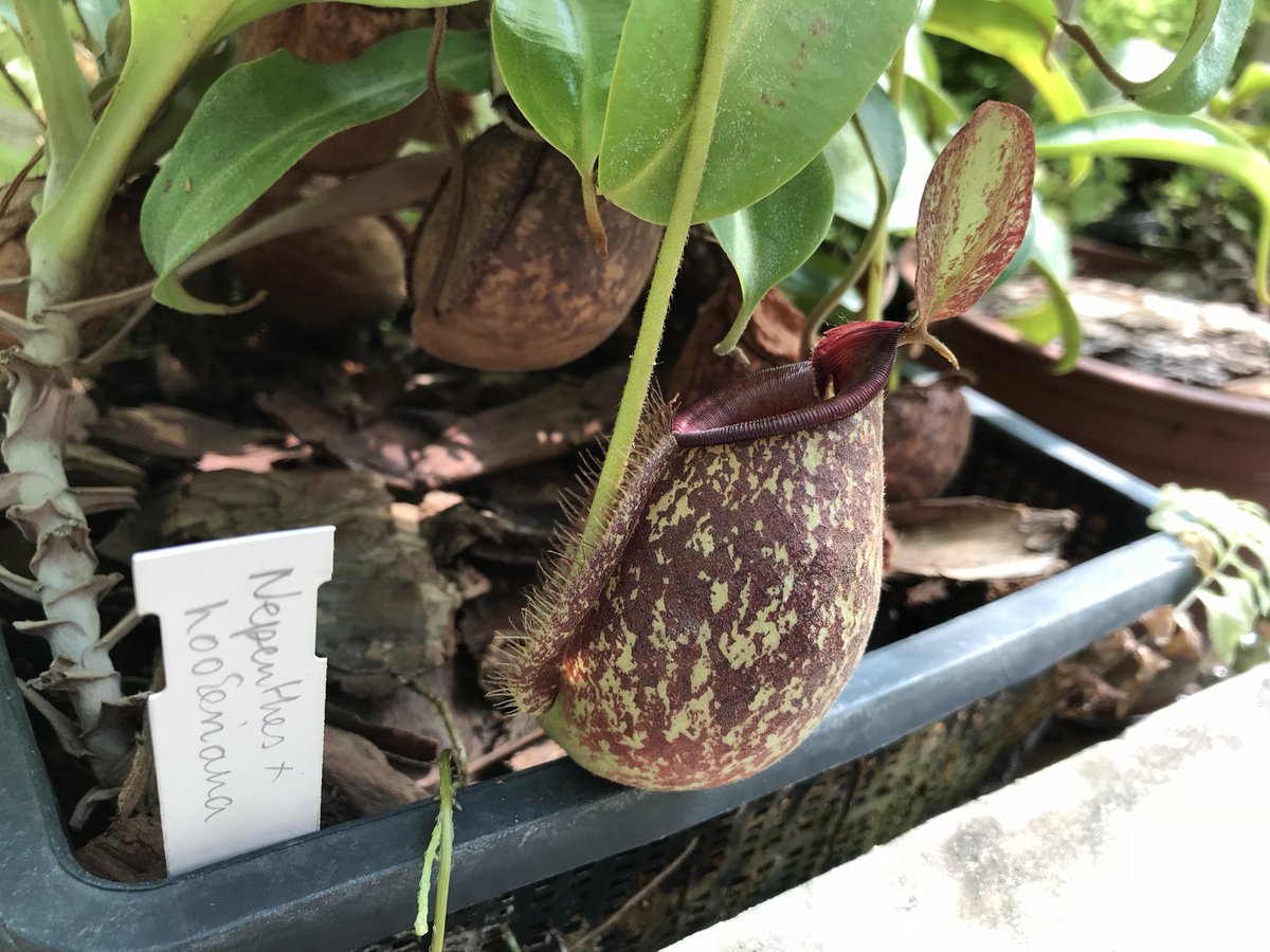 rnemanya's tweet photo. My favorite #pitcherplants and #droseras and #dioneas https://t.co/Da4KrF3lAM