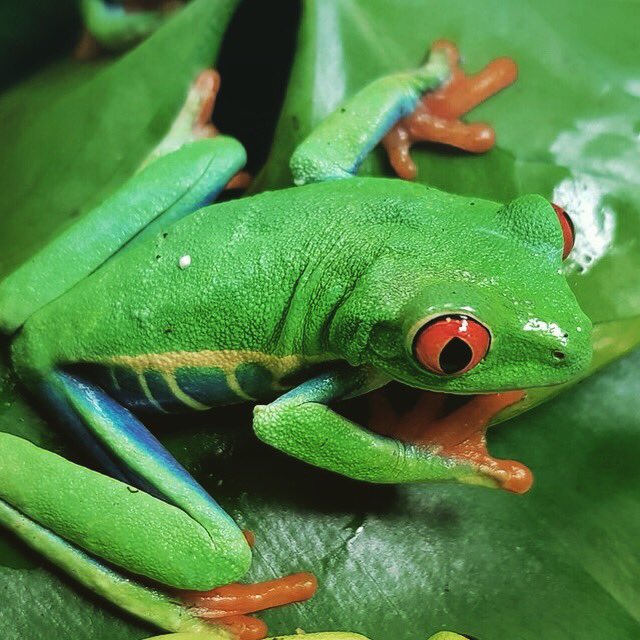 Roodoogmakikikker.... deze heet zo omdat ....