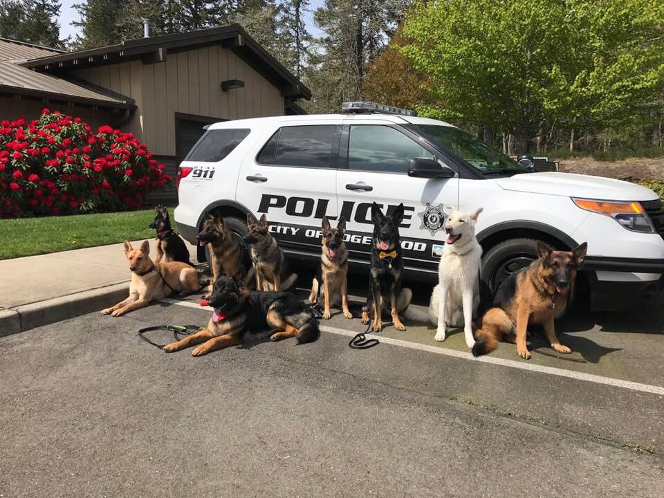 JoshHasDogs's tweet photo. My pups and I didn’t make it, but a bunch of GSDs from the #pnwgsdpack did a pack walk around Sequalitchew Creek yesterday.  They got this shot of the pups with one of your cruisers. @Edgewood_PD @CityofEdgewood Photo Credit: Grace Park https://t.co/mEUTbaslDR