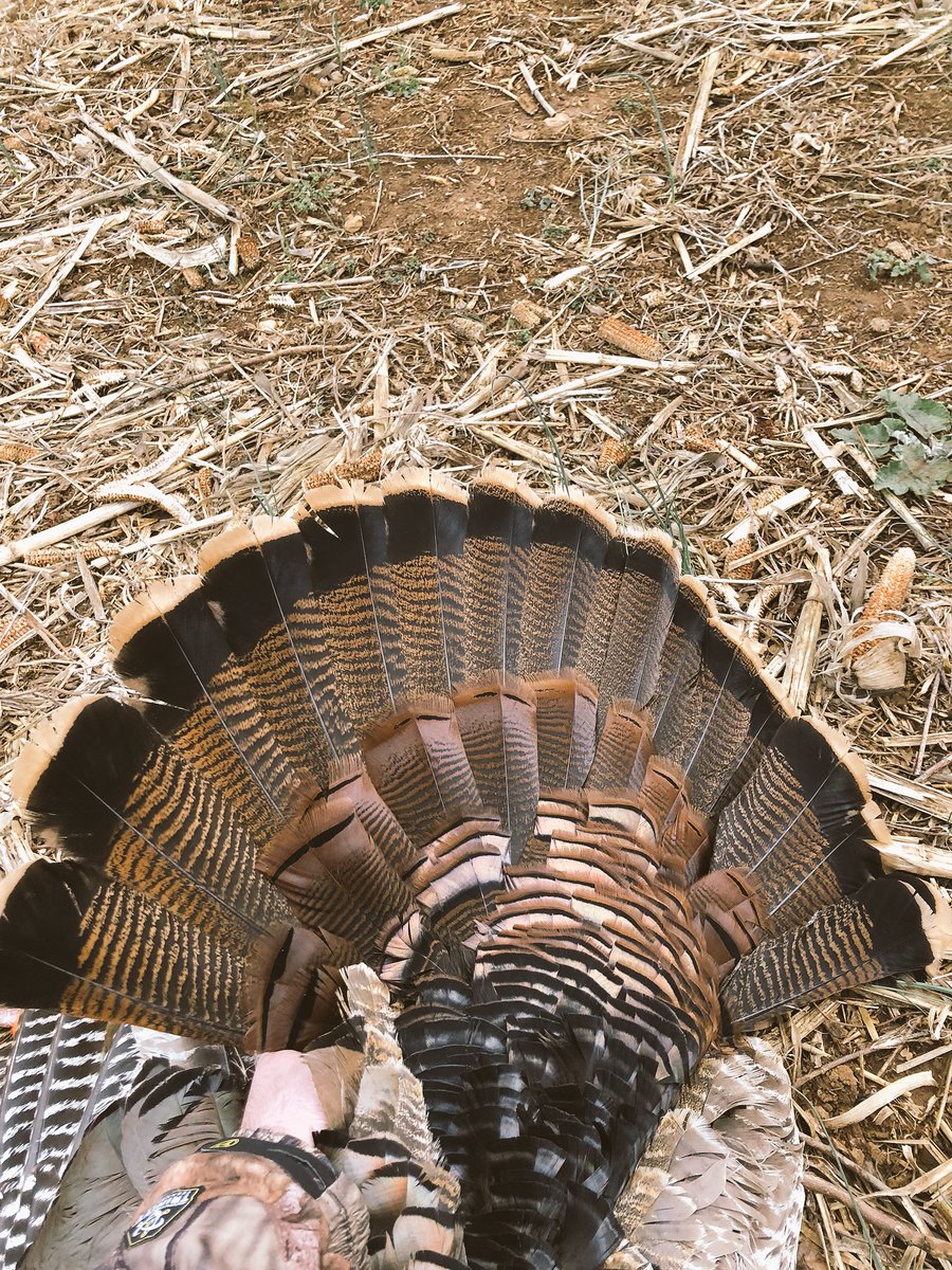 TheDuder8's tweet photo. Got it done on the second day of the season.  Awesome colors to this #Goobler.  #maryland #shootEmInTheFace https://t.co/dXAwDxpedV