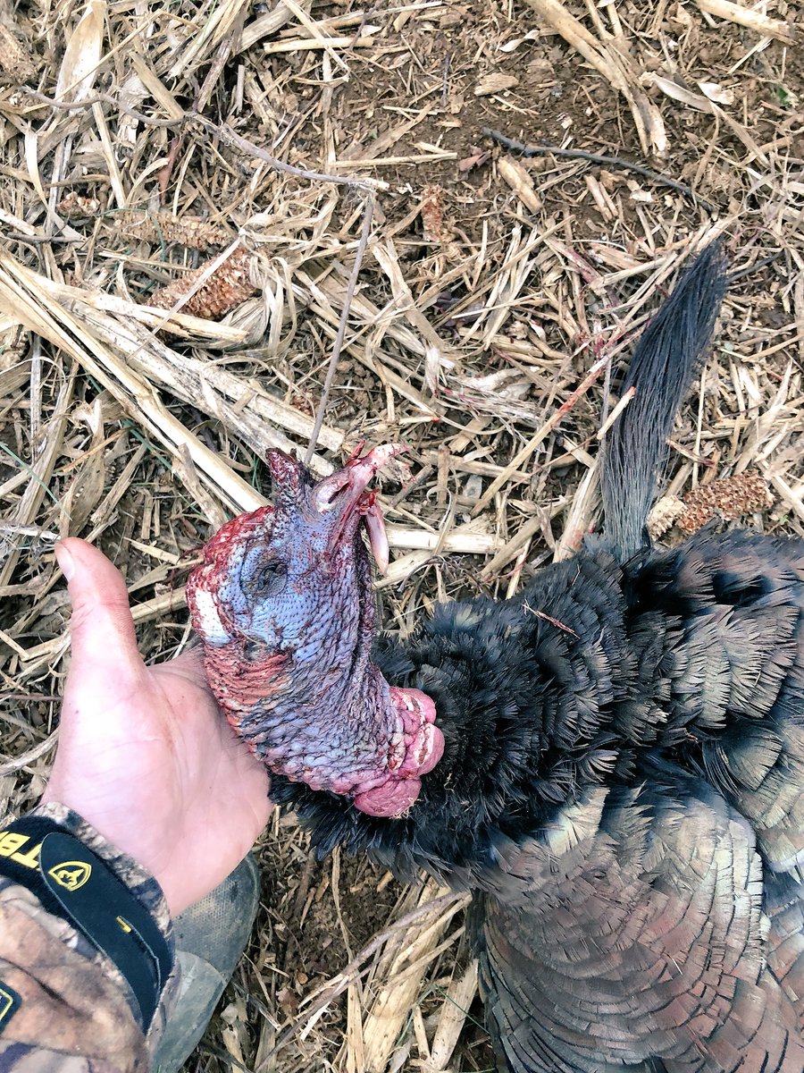 TheDuder8's tweet photo. Got it done on the second day of the season.  Awesome colors to this #Goobler.  #maryland #shootEmInTheFace https://t.co/dXAwDxpedV