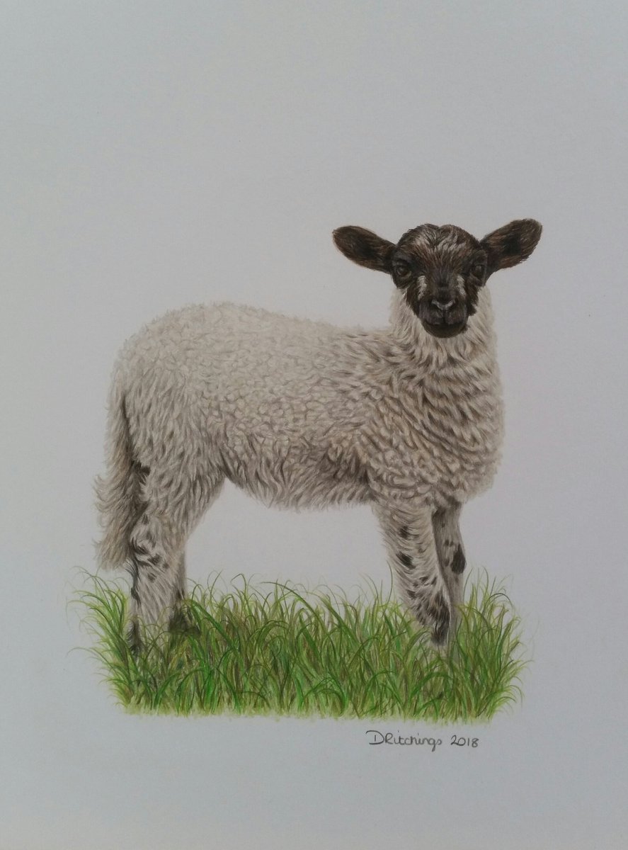 DawnPortraits's tweet photo. Prince Harry is now complete.   He is drawn on A4 in polychromos on Strathmore Bristol Smooth.  #sheepdrawing #sheepart #drawing #pencilart #sneakpeek https://t.co/dC0y0p4Cwq