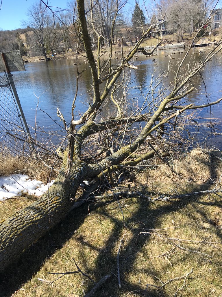 AnneMArnold's tweet image. The sweet sound of chainsaws in the bay today. #icestorm #springarrived