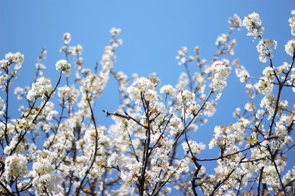 KentBlogNetwork's tweet image. Who else is out enjoying the #Kentish countryside whilst the weather is this beautiful? ☀️ Anyway, I’m @MillieClinton &amp;amp; I made this account to connect us bloggers in the Garden of England!