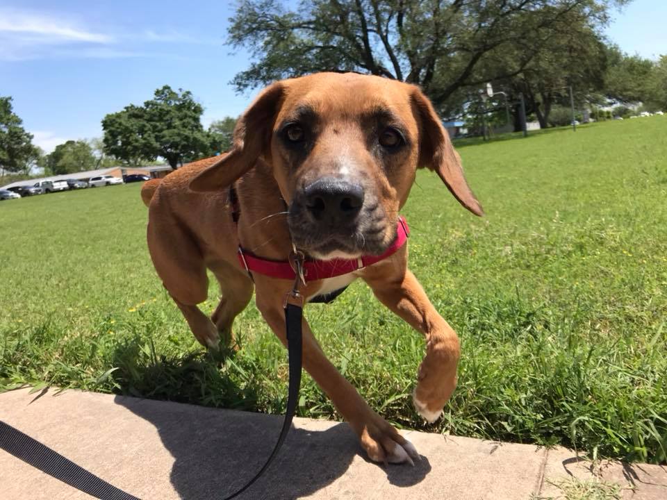 austinanimals's tweet photo. Happy Earth Day!! Today's the last day to "go green" and adopt a hybrid! We're open until 7pm, come on in! 🌍🌎🌏 https://t.co/Dvg8Sz0mlR