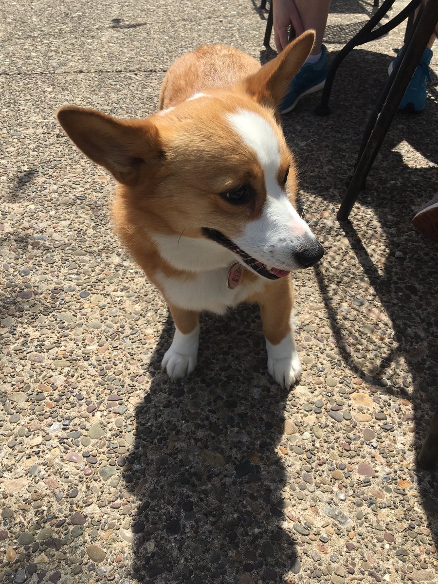 Note Winebar (@notewinebar) on Twitter photo #brunch <a href="/NoteWinebar/">Note Winebar</a> #dogsofnote #dogsoftwitter here’s Quinn 💜💜 <a href="/midtownhbg/">Destination Midtown</a> #dogfriendly #brunch <a href="/NoteWinebar/">Note Winebar</a> #dogsofnote #dogsoftwitter here’s Quinn 💜💜 <a href="/midtownhbg/">Destination Midtown</a> #dogfriendly
