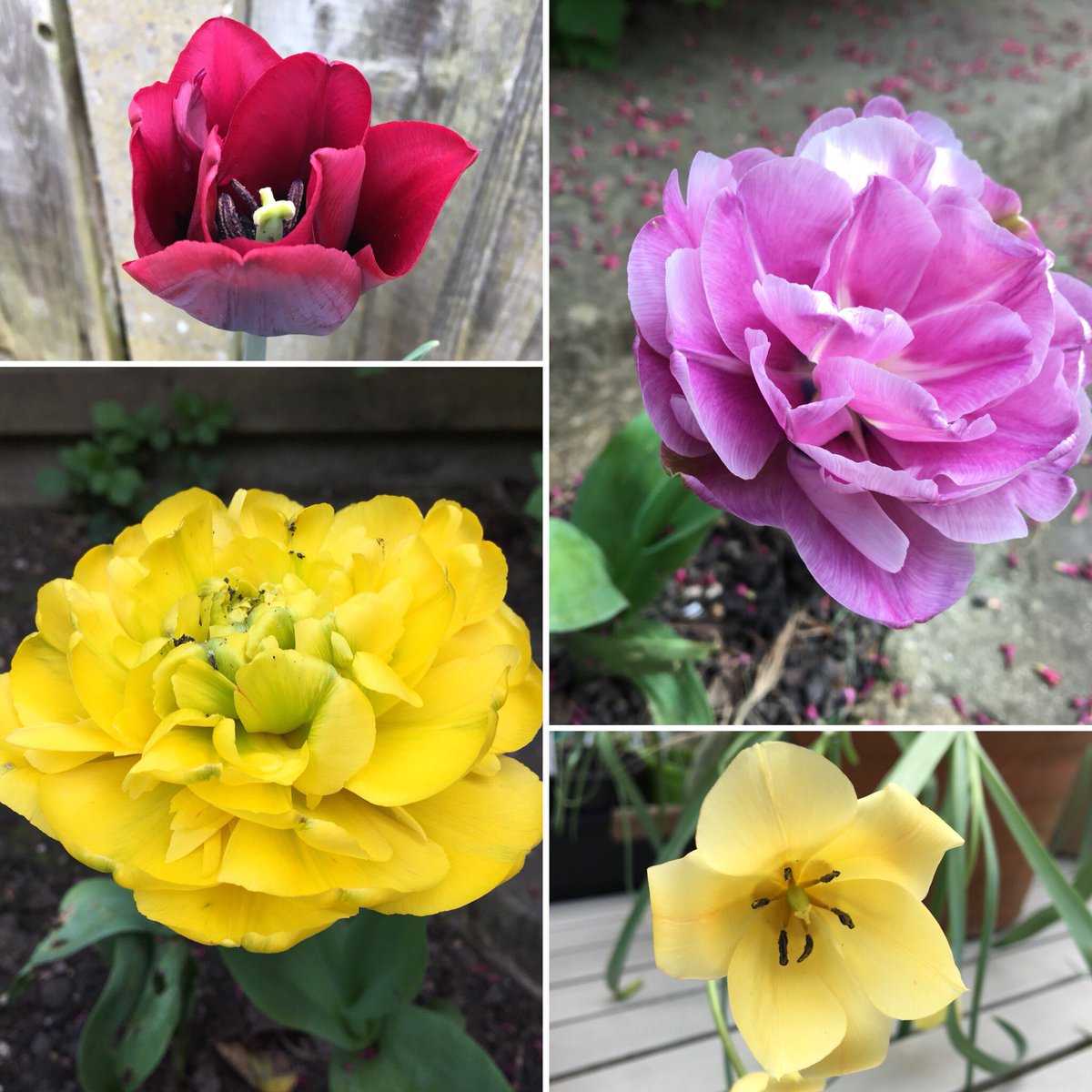 #Tulips in my garden today 😃 🌷🌷🌷🌷