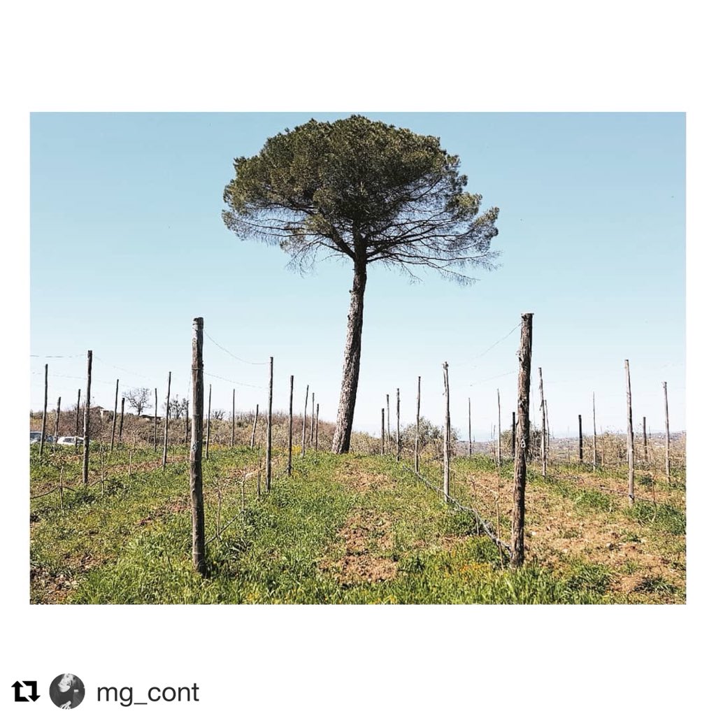 Prospettive verdi. Azienda agricola Fiorentino. 
<a href="/fiorentinowines/">Fiorentino Wines</a>