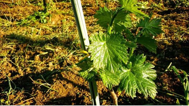 Coda di Volpe. Azienda Agricola Fiorentino.
<a href="/fiorentinowines/">Fiorentino Wines</a>