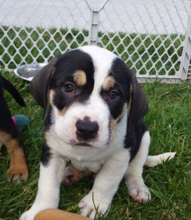 KyleMasc336's tweet photo. Do you love to see cute photos of dogs and puppies? Houlagans' Rest now has an Instagram page where you can be updated on available Houlagans and get your dog/puppy photo fix!  Follow this link here to our account: https://t.co/HbLsBnIsH8  #MASC336 #houlagansrest #dogrescue https://t.co/1l9PmZsLKa