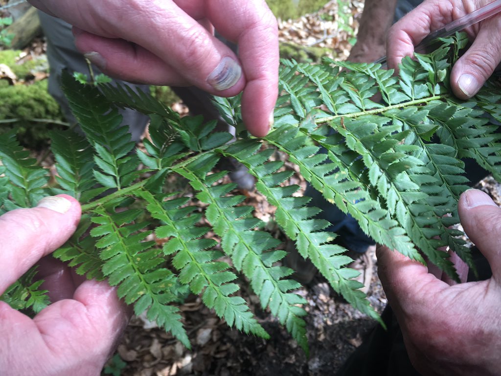 SteflovesPlants's tweet photo. Went to #AckenderWood in #Alton with @HantsIWWildlife @HIWWTEcology #FloraGroup. Had seen some #toothworts, #goldilockbuttercups, the largest #Englishbluebell field I've ever seen, and a rare #hybrid of #softshieldfern and #hardshieldfern! Amazing time. #wildflowerhour https://t.co/U3pcTgY3BU