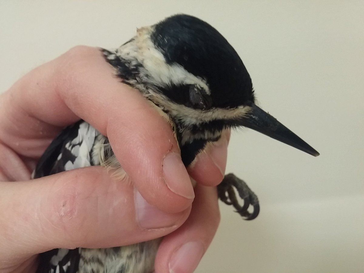birdbike613's tweet image. I've just assessed and medicated 4 woodpeckers, a junco and a creeper, and my hands smell like the forest even after washing them. #birdmagic #windowcollisions