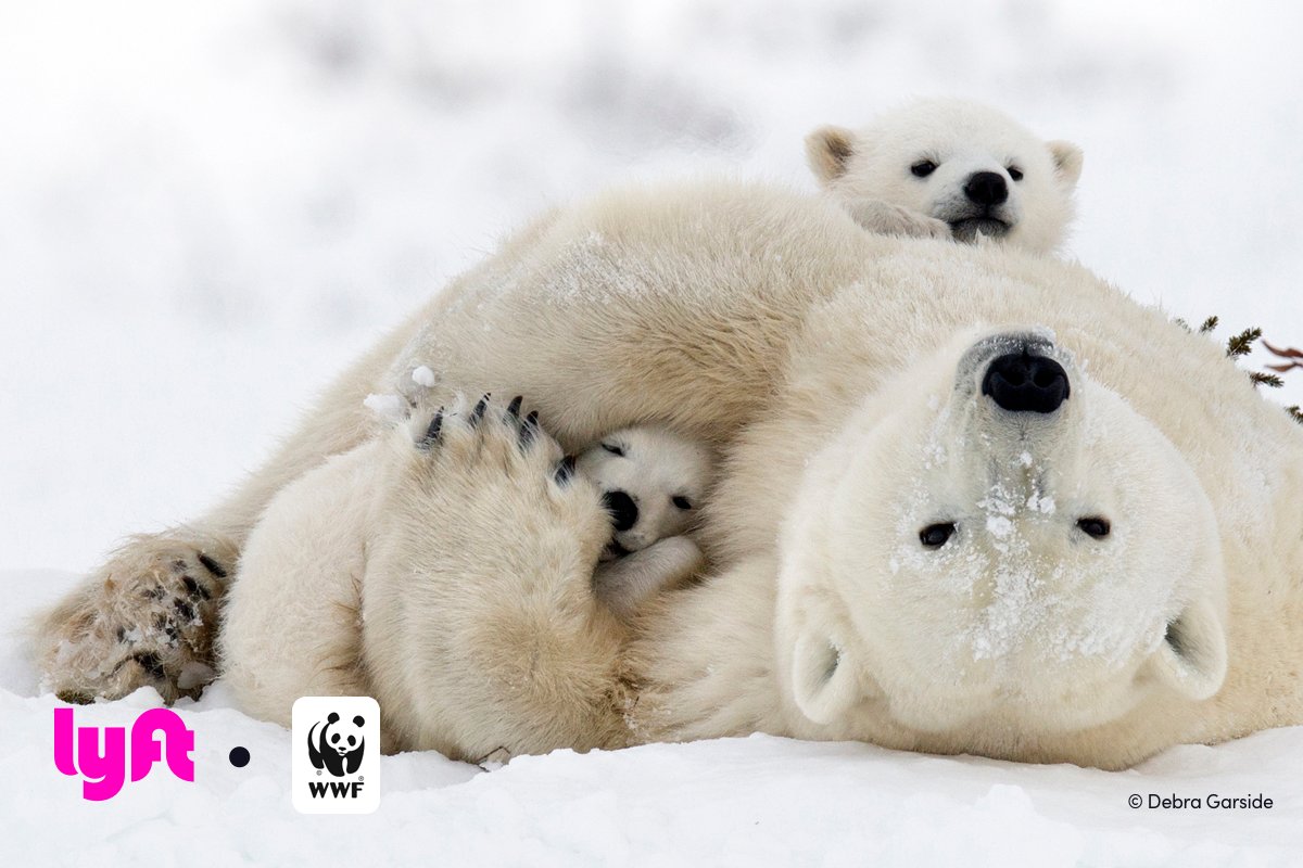 lyft's tweet photo. Your spare change can have a real impact for our planet. This Earth Day, support World Wildlife Fund by opting in to Round Up &amp; Donate in your Lyft app. @World_Wildlife #EarthDay https://t.co/IHHkDPAvh1 https://t.co/5IGi0CETdD