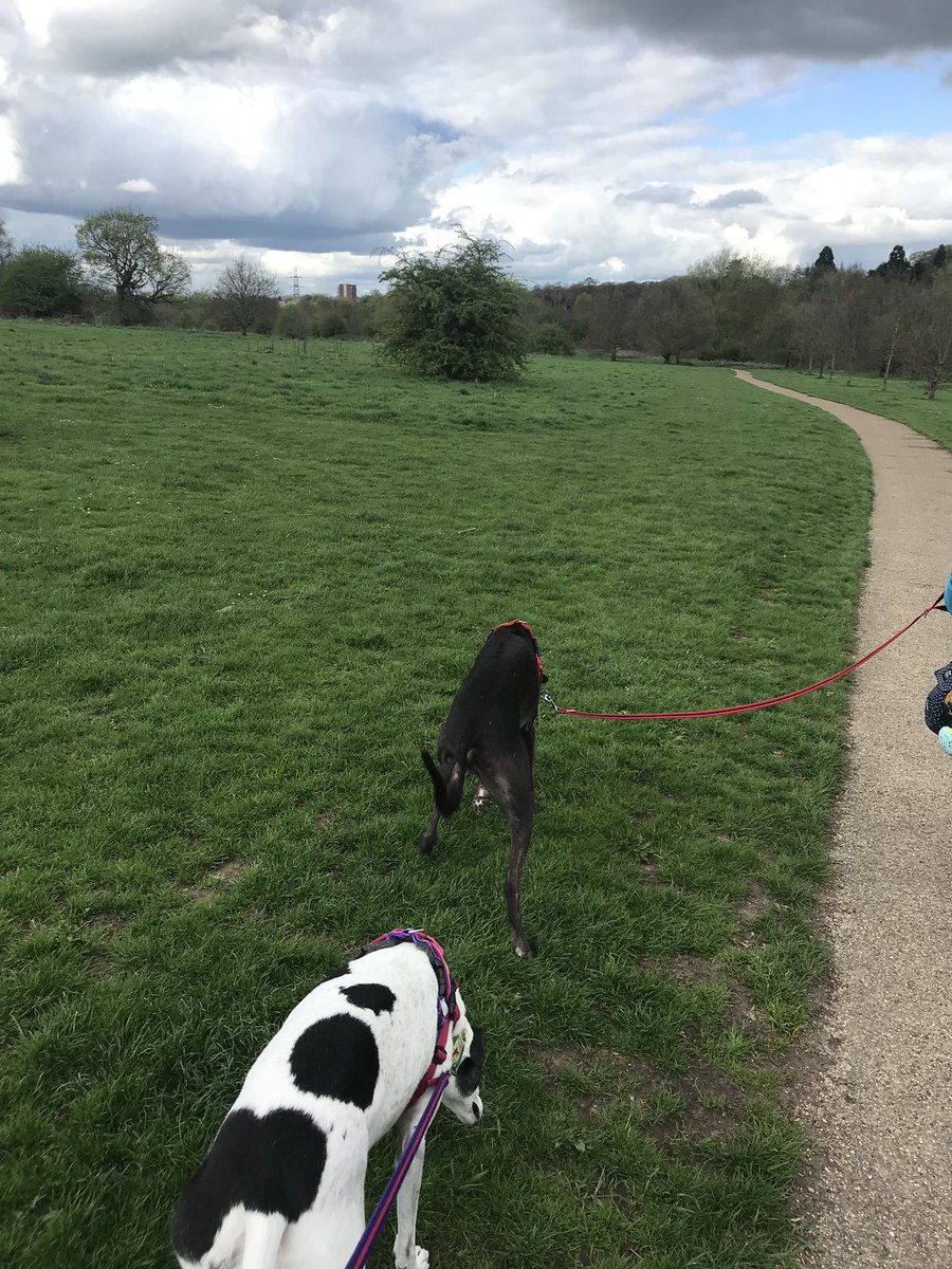 MissStarhound's tweet photo. Not even got home since YSP and I’m being walked again . #avoidthe rain ☔️ #missmysofa https://t.co/RvTuAZeUcf