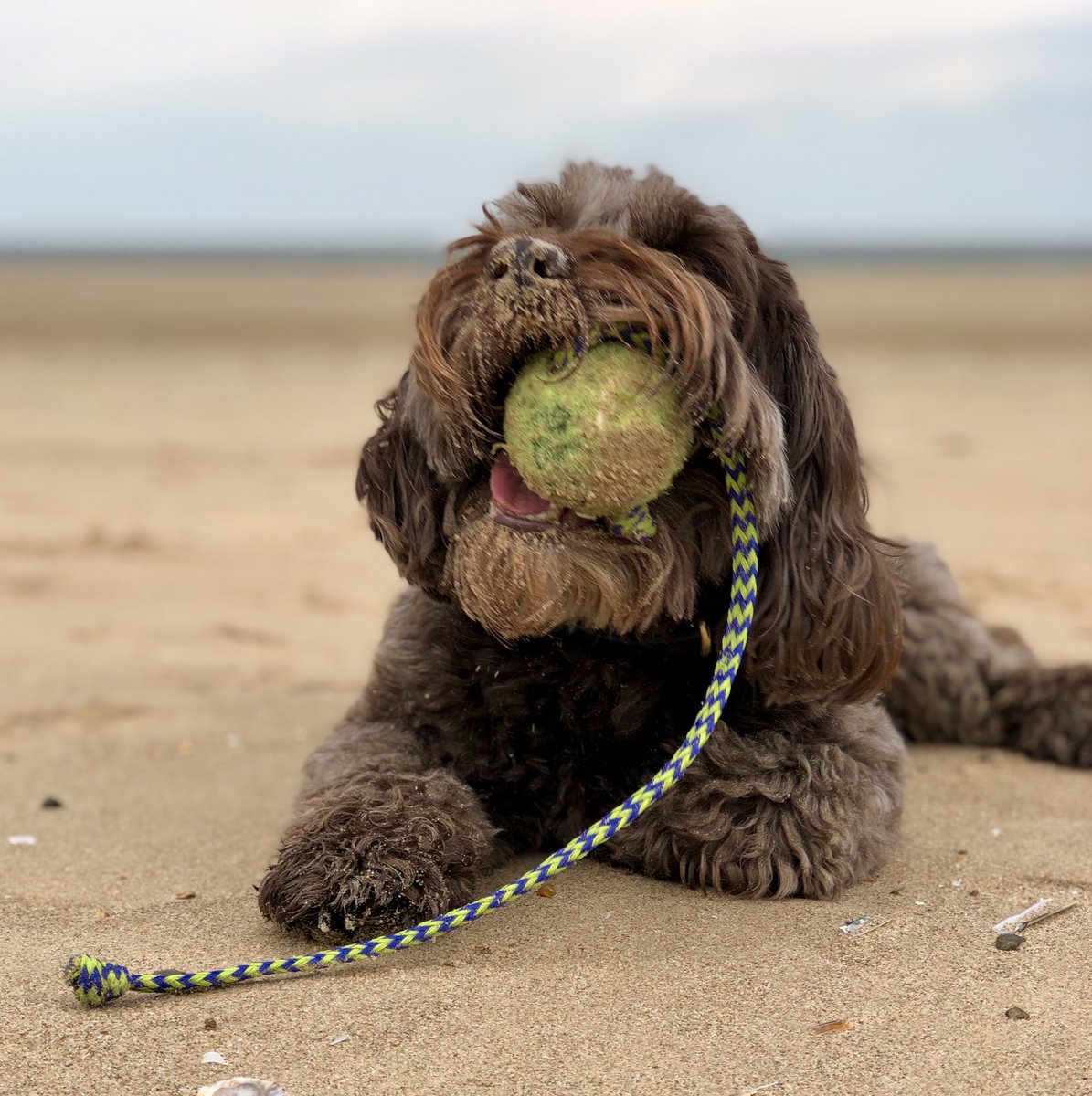IAmACockapoo tweet picture