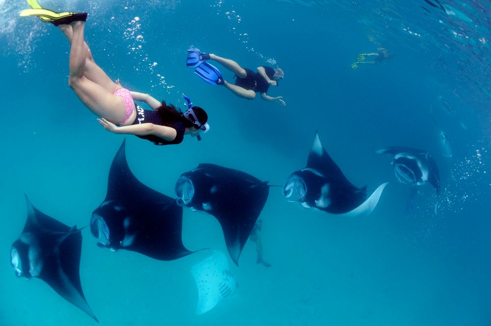 Manta Trust tweet media