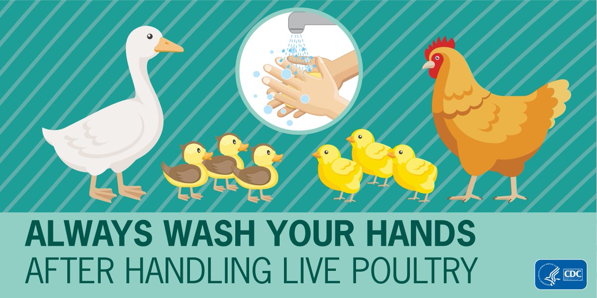 Do you or someone you know have a backyard flock? Chicks and ducklings can sometimes spread harmful germs to people. Always wash your hands after handling animals so you don’t get sick. go.usa.gov/xXnmS