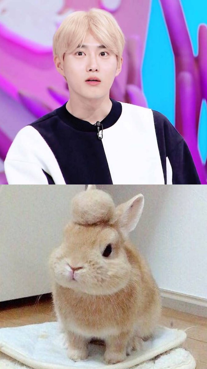 yuanweihuas's tweet photo. suho as a bunny: a thread
#myeontokki #myeonbunny #suhorabbit https://t.co/se7NuhYiX8