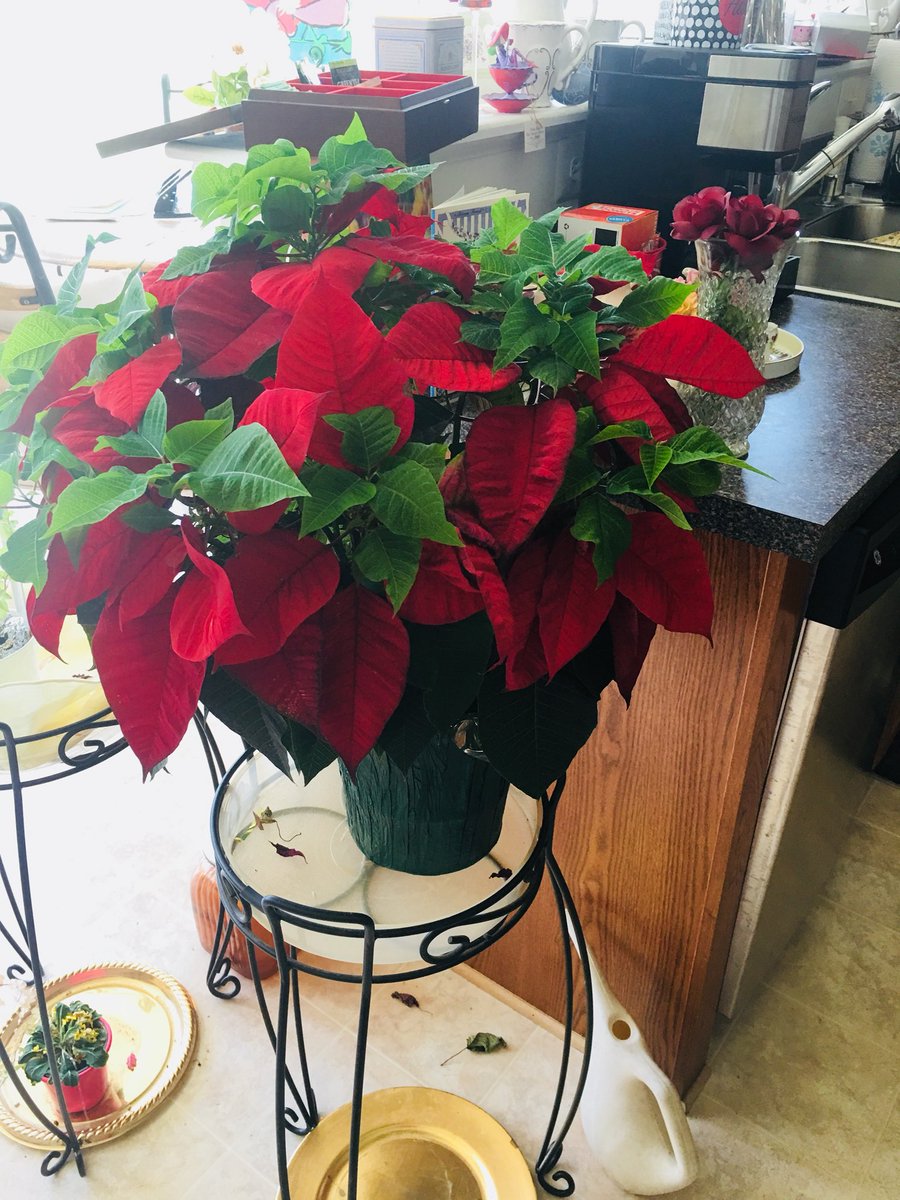 MrsPRProtocol's tweet photo. It’s a beautiful Sunday🌞 #SundayThoughts #SundayTeaTalk I looked at my beautiful red #poinsettia that I purchased last December😍. 
I NEED to give #tenderlovingcare to keep it alive. IMAGINE if we give daily TLC and #showkindness to one another watch society change  #showlove https://t.co/fUrFOXymOh