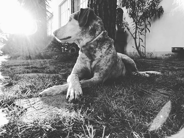 dogsitterfede's tweet photo. B/W Teo
.
.
.
.
.
.
.
Shot by @federicoluconi
#dog #dogs #dogsitter #dogsitters #dogsitterfederico #pets #doglover #dogsittermatrimoni #cucciolo #dogsitterlife #lovedogs #igersitalia #pistoia #vitadacani #dogsitting #instadog #prato #lucca #firenze #dogs… https://t.co/s2XOtBLiDM https://t.co/alDwA6f5fI