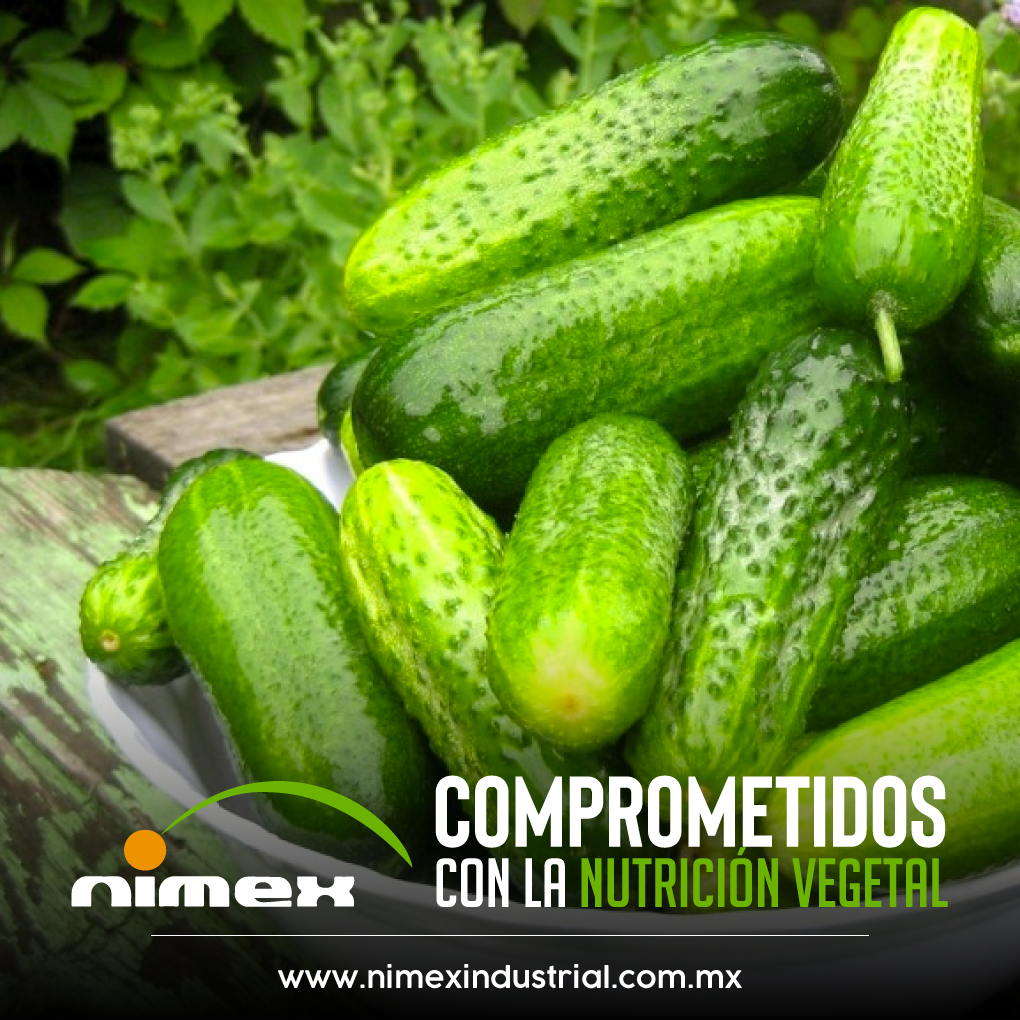 nimexindustrial's tweet photo. Nuestro compromiso es la Nutrición Vegetal.
Resultados que se notan. Nimex.
__________
Bionimex S.A. de C.V.
Teléfonos: 667 7215590 y 667 7215591
https://t.co/vpMnWFUXnf

#agriculture #agricultura #nutricion #nutrition #farm #farmlife #agricola #agro #agronomia #nutrientes https://t.co/dFzsRc9Iej