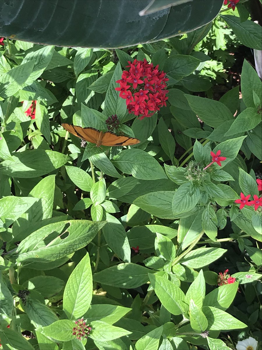 laceyeverafter's tweet photo. I love #FreshEpcot https://t.co/kRkNze3Q9N